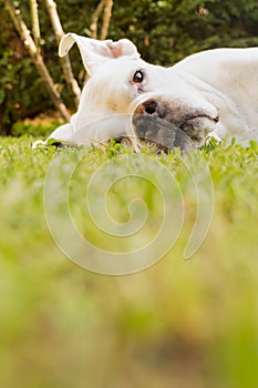 White boxer dog portrait lied down on a garden