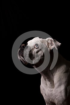 White boxer dog portrait over a black background