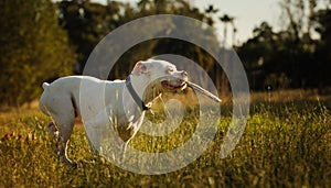 White Boxer dog running