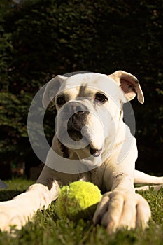 White boxer dog sit in a garden