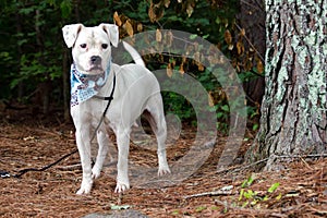White Boxer Pitbull mixed breed dog