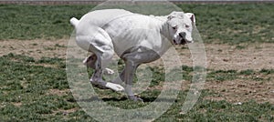 A white boxer running