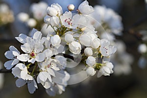 Bílý hruška květiny 