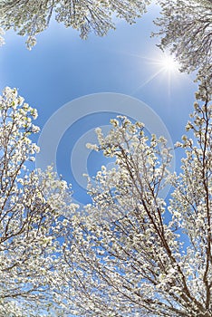 White Bradford pear tree blossoms in the Texas spring