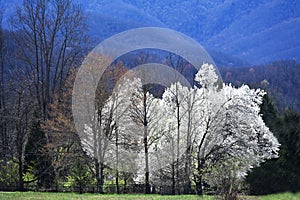 White Bradford Trees are highlighted against a dark mountain.