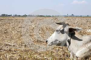 Brahma Cow in Dry Field photo