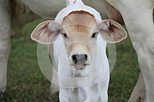 White Brahman Calf looking straight ahead with mother cow in background photo