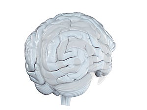 A white brain