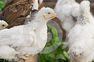 White brama Colombian chickens against the background of green leaves, close-up