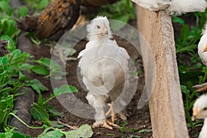 White brama Colombian chickens against the background of green leaves, close-up