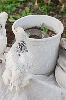 White brama Colombian chickens from the back against the background of green leaves, close-up