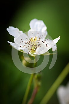 White brambleberry flowers on branch