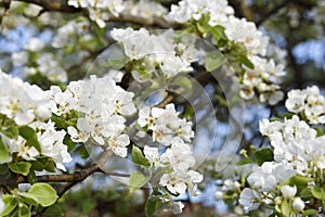 White branch of blooming pear tree flowers
