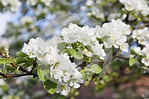 White branch of blooming pear tree flowers