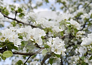 White branch of blooming pear tree flowers