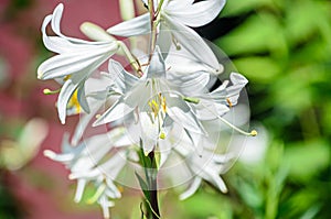 White branch Lilium flowers, green leafs close up