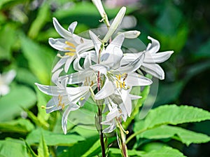 White branch Lilium flowers, green leafs close up