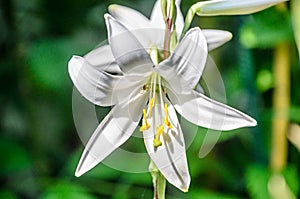 White branch Lilium flowers, green leafs close up