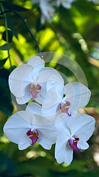 White branch of orchid