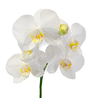 White branch orchid flowers with buds, Orchidaceae, Phalaenopsis known as the Moth Orchid.