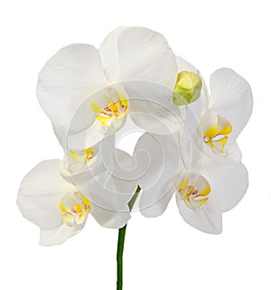 White branch orchid flowers with buds, Orchidaceae, Phalaenopsis known as the Moth Orchid. photo