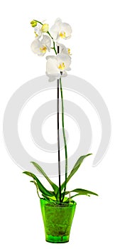 White branch orchid flowers with green leaves, Orchidaceae, Phalaenopsis known as the Moth Orchid, abbreviated Phal. photo