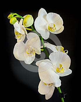 White branch orchid flowers with green leaves, Orchidaceae, Phalaenopsis known as the Moth Orchid, abbreviated Phal.