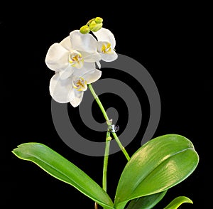 White branch orchid flowers, vase, flowerpot, Orchidaceae, Phalaenopsis known as the Moth Orchid, abbreviated Phal.