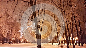 White branches of trees in park - Kharkiv in January 2017