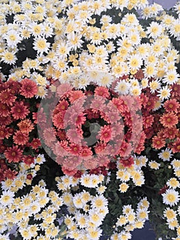 White and braun Daisy little bloom in morning with green leaf top view background, Chrysanthemum coronarium L