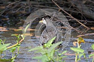 White breadted waterhen