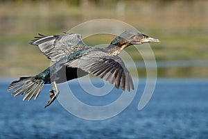 White-breasted Cormorant