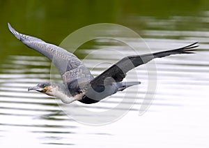 White-breasted cormorant