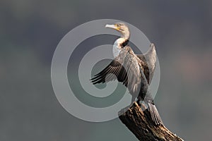 White-breasted Cormorant