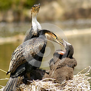 White-breasted Cormorant