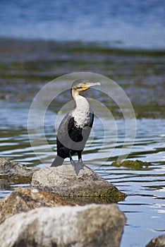 White-breasted Cormorant photo