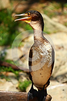 White-breasted Cormorant