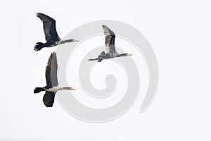 White-breasted Cormorant