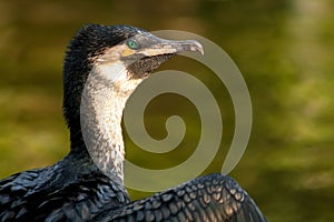 A White-breasted Cormorant