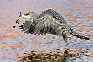 White breasted Cormorant