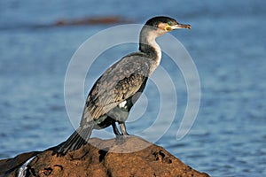 White-breasted cormorant