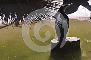 White-breasted cormorant