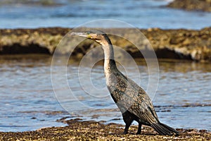 White-Breasted Cormorant By Coastal Rock Pool Phalacrocorax lucidus