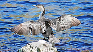 White breasted Cormorant drying wings on rock