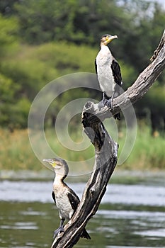 White-breasted Cormorant (Phalacrocorax carbo lucidus)