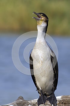 White-breasted Cormorant (Phalacrocorax carbo lucidus)