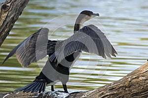 White-breasted Cormorant (Phalacrocorax carbo lucidus)