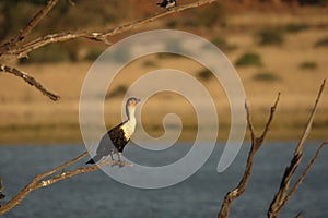 White breasted cormorant standing on the brown branch with blue lake and dry yellow grass in background.