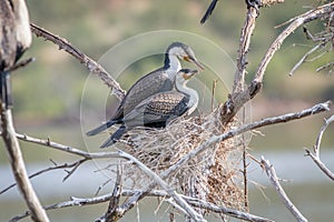 White-breasted cormorants sitting in a tree.