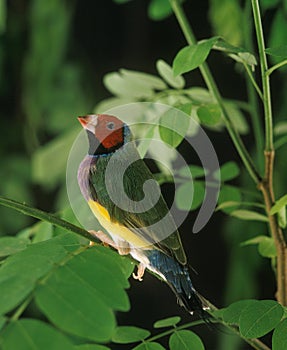 White Breasted Gouldian Finch, chloebia gouldiae, Adult standing on Branch